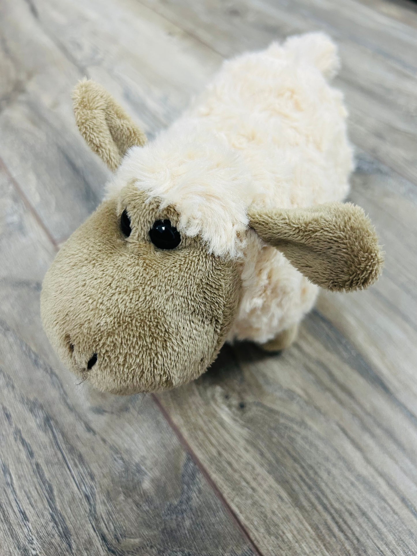 π Little cuddly Sheep